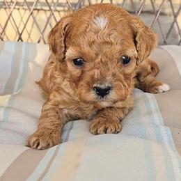 Tina - Red female Cavapoo puppy in Blackfoot, Idaho from Rocky Desert Goldens and Cavaliers