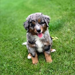 GOMER - Blue male Companion Cross puppy in Viking, Minnesota from Son Shine Farm