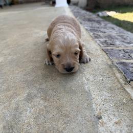 Girl 1 - Red female Dachshund puppy in Booneville, Mississippi from Haley's Dachshunds