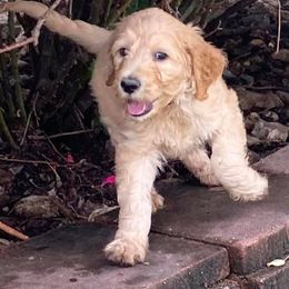 Goldendoodle Puppies from Doodle Time