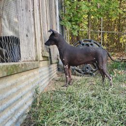 Ditta - American Hairless Terrier