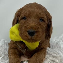 Eden's Yellow Male - Apricot male Goldendoodle puppy in Great Falls, Montana from Montana Goldendoodles