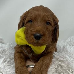 Eden's Yellow Male - Apricot male Goldendoodle puppy in Great Falls, Montana from Montana Goldendoodles