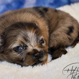 Girl 2 - Blue merle female Pomeranian puppy in Fort Jones, California from High Rocking Pom Poms