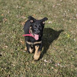 German Shepherd Puppies from Von Thomson Haus