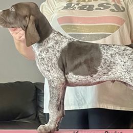 Kayce - German Shorthaired Pointer puppy in Walford, Iowa from Wild Rose GSP's