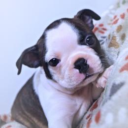 Baby Sophie - Brindle and white female Boston Terrier puppy in Kingsport, Tennessee from Sleepwalker Bostons