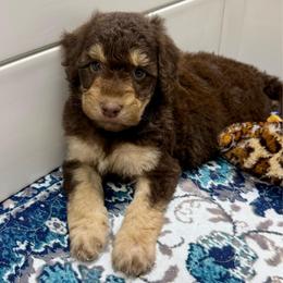 Amos - Red tri-color male Aussiedoodle puppy in Heber City, Utah from Junipersdoodles