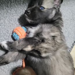 Native American Indian Dog Puppies from Turtle Island NAIDs