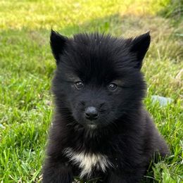 German Shepherd and Siberian Husky Puppies from Rose Trail Siberian’s