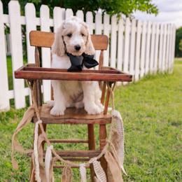 Donnie - Tri-color male Australian Labradoodle puppy in Leonard, Texas from Laird Farms