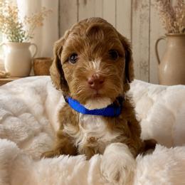 Rocket - Blue Collar - Apricot male Goldendoodle puppy in Huntsville, Alabama from Falcon Ridge Doodles