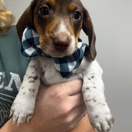 Dachshund Puppies from Jag Fam Dachshunds