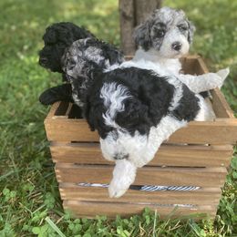 Sheepadoodle Puppies from Primrose Cottage Puppies