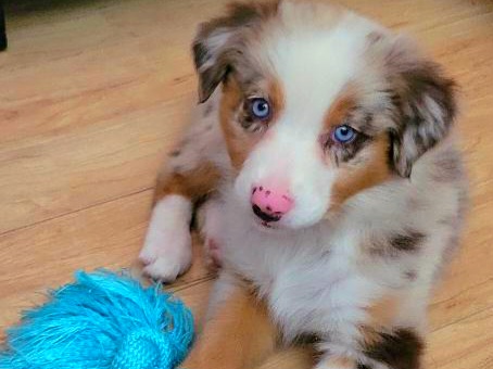 Dakota - Red merle Australian Shepherd puppy in Glendale, Arizona from Kerr Aussies