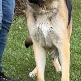 German Shepherd Puppies from Playmate Kennels and Stables