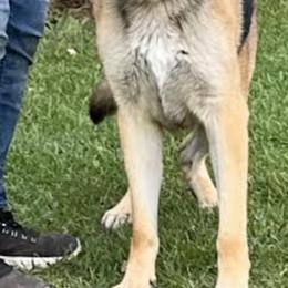 German Shepherd Puppies from Playmate Kennels and Stables
