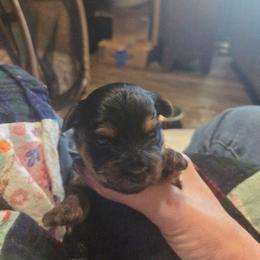 JADE - Black and gold female Yorkshire Terrier puppy in Toledo, Ohio from Yorkies