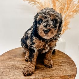 Goldendoodle Puppies from Posh Paws Puppies