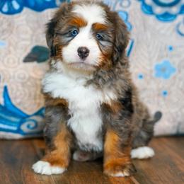 Meadow - Merle female Bernedoodle puppy in Dundee, Ohio from Down Home Doodle
