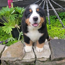 Bernese Mountain Dog Puppies from Muddy Paw Acres