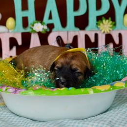 Almond Joy - Wheaten female Soft Coated Wheaten Terrier puppy in Kirksville, Missouri from BellSharps Australian Shepherds