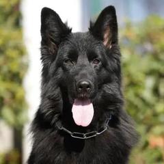 A - German Shepherd