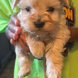 Busker - White male Miniature Schnauzer puppy in Oklahoma City, Oklahoma from L & R Miniature Schnauzers