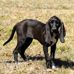 Samba - Colombian Fino Hound
