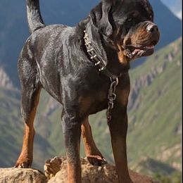 Creed - Rottweiler