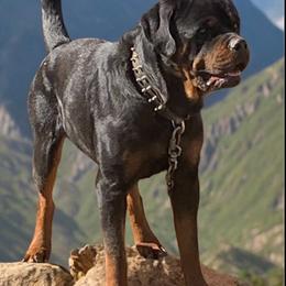Creed - Rottweiler