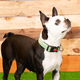 Georgia - Boston Terrier