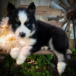 Jerzi - Black tan and white female Siberian Husky puppy in Union Grove, Alabama from Southern Siberian Life