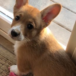 Pembroke Welsh Corgi Puppies from Western Star Corgis