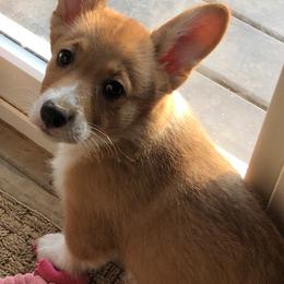 Pembroke Welsh Corgi Puppies from Western Star Corgis