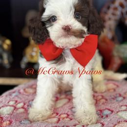Cavapoo, Maltipoo, and Poodle Puppies from McCraws N Paws