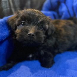 Shadow - Black and tan brindle male Havanese puppy in Lancaster, South Carolina from 3 Bs Havanese-PUPPIES with  PURPOSE