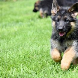 German Shepherd Puppies from Von Muller Shepherds