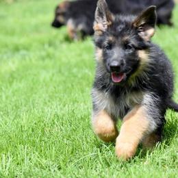 German Shepherd Puppies from Von Muller Shepherds