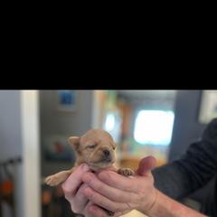 Brussels Griffon Puppies from Shelly's Brussels Griffons