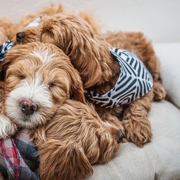 Goldendoodle Puppies from Deer Valley Doodles