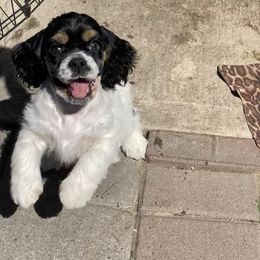Cocker Spaniel Puppies from Gypsyrose Cockers