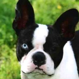 Boston Terriers and Bulldogs from TrintyCrossBulldogs