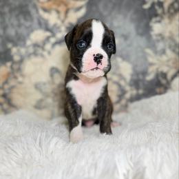 Crimson King - Brindle male Boxer puppy in Russellville, Missouri from Soaring Royalty Canines LLC