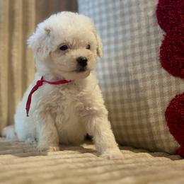 Pink girl - female Goldendoodle puppy in Bristol, Tennessee from 4goldendoodles
