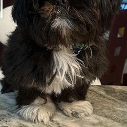 Shih Tzu Puppies from Precious to the world Shih Tzu’s
