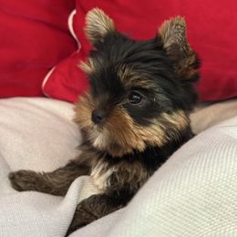 Boy 1 - Black and tan male Yorkshire Terrier puppy in Livermore, California from Ruben & Tatiana’s Yorkshire Terriers