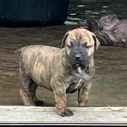 Dark brindle male - Brindle male Boerboel puppy in Guysville, Ohio from Fueled Kennel