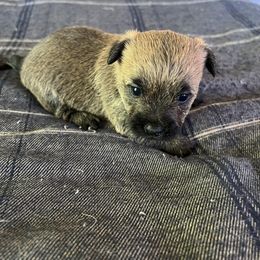 Cairn Terrier Puppies from Shining Waters Farm