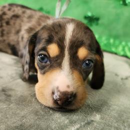 Tanner - Dapple male Dachshund puppy in Anaconda, Montana from Williams Family Dachshunds